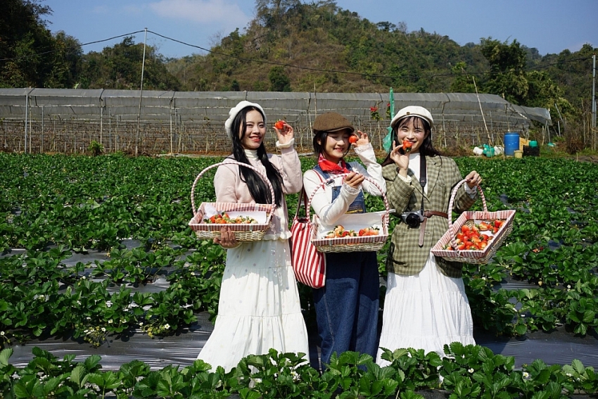 Mộc Châu vào mùa dâu tây, trải nghiệm hái quả hút khách