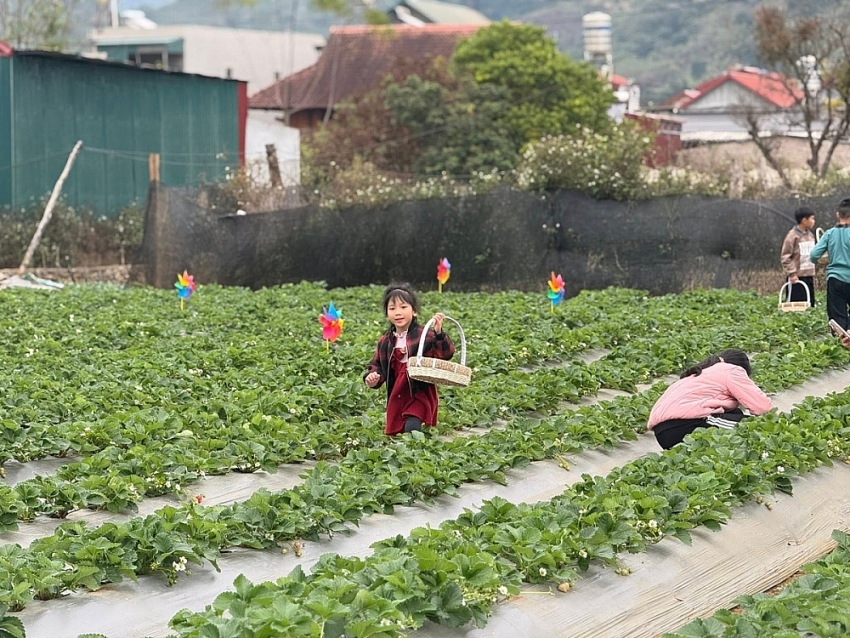 Mộc Châu vào mùa dâu tây, trải nghiệm hái quả hút khách