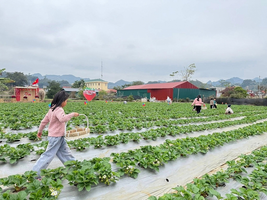 Mộc Châu vào mùa dâu tây, trải nghiệm hái quả hút khách