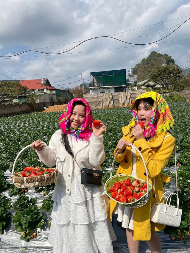 Mộc Châu vào mùa dâu tây, trải nghiệm hái quả hút khách