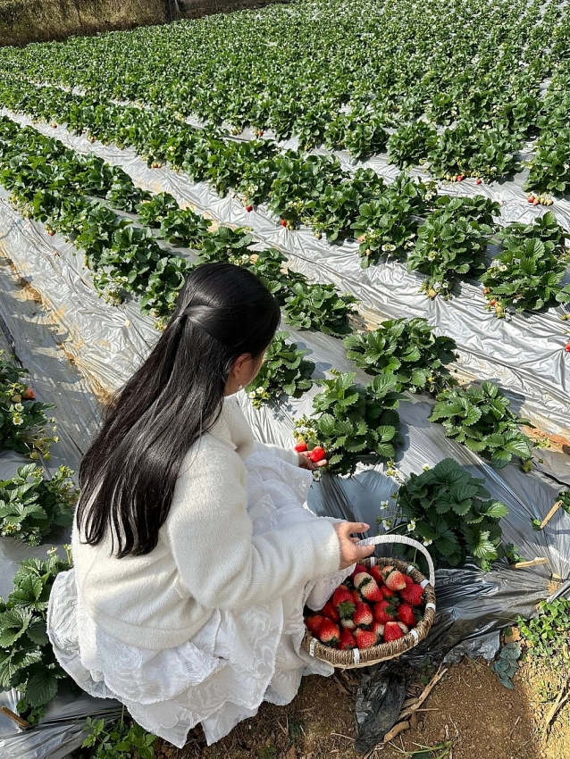 Mộc Châu vào mùa dâu tây, trải nghiệm hái quả hút khách