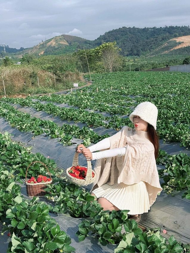 Mộc Châu vào mùa dâu tây, trải nghiệm hái quả hút khách