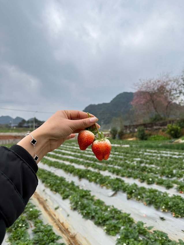Mộc Châu vào mùa dâu tây, trải nghiệm hái quả hút khách