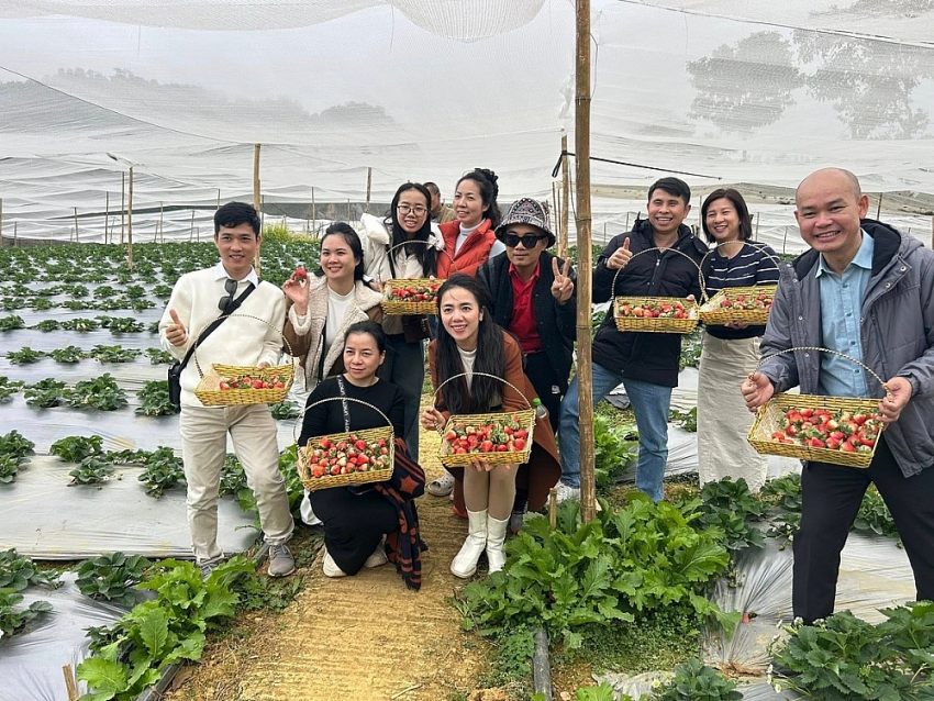 Mộc Châu vào mùa dâu tây, trải nghiệm hái quả hút khách