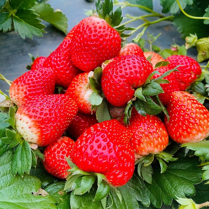 Mộc Châu vào mùa dâu tây, trải nghiệm hái quả hút khách