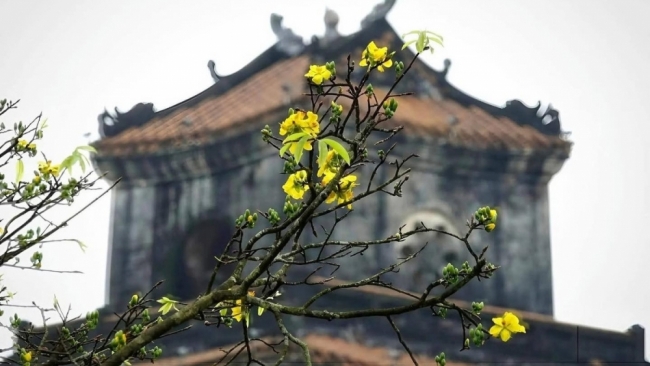 Check-in sắc mai vàng rực rỡ trước Đại Nội Huế