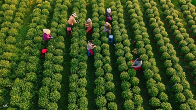 Về Tây Ninh ngắm làng hoa An Cơ vào vụ Tết