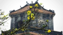 Check-in sắc mai vàng rực rỡ trước Đại Nội Huế