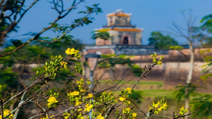 Check-in sắc mai vàng rực rỡ trước Đại Nội Huế Check-in sắc mai vàng rực rỡ trước Đại Nội Huế