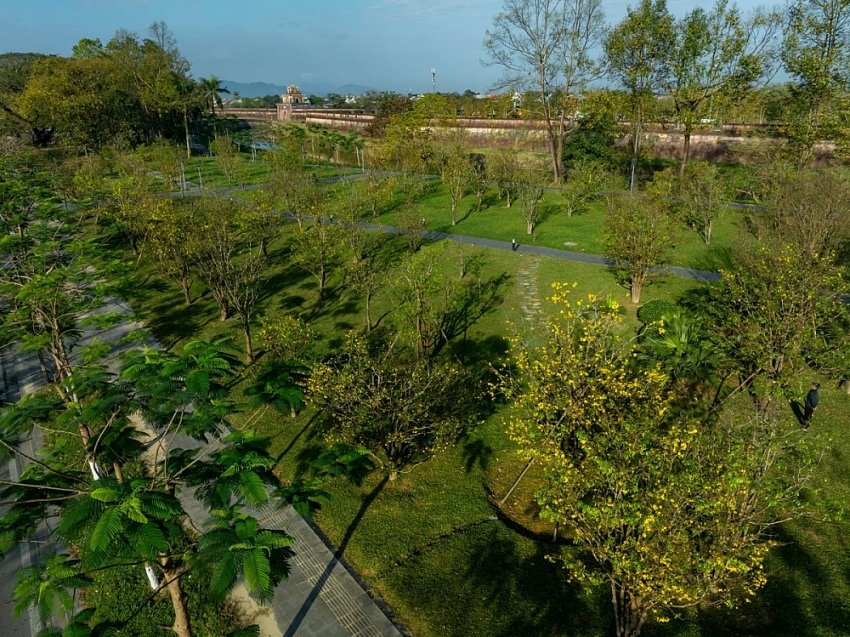 Check-in sắc mai vàng rực rỡ trước Đại Nội Huế Check-in sắc mai vàng rực rỡ trước Đại Nội Huế