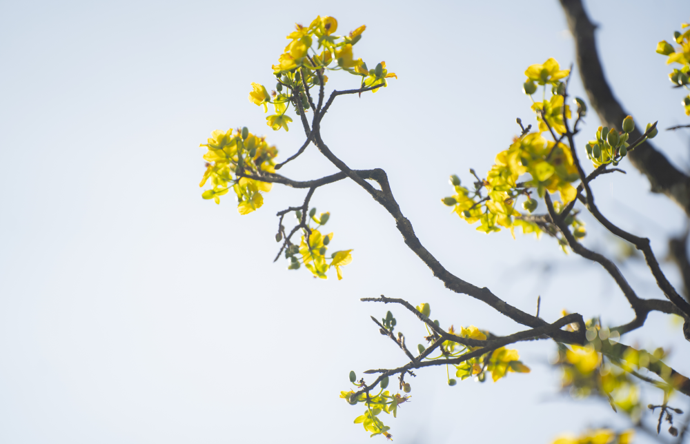 Check-in sắc mai vàng rực rỡ trước Đại Nội Huế Check-in sắc mai vàng rực rỡ trước Đại Nội Huế