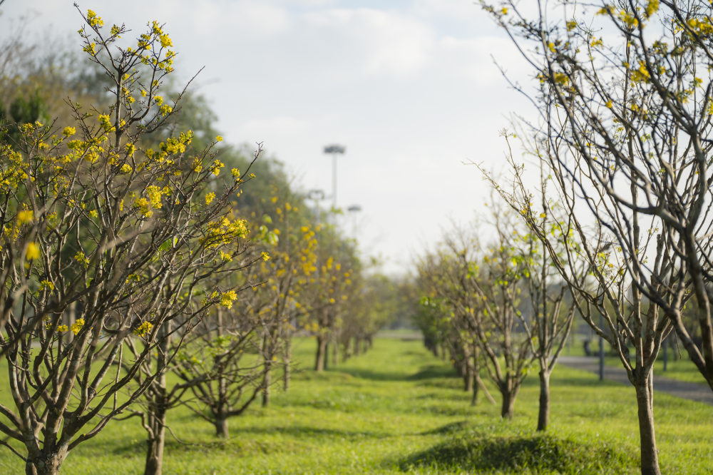 Check-in sắc mai vàng rực rỡ trước Đại Nội Huế Check-in sắc mai vàng rực rỡ trước Đại Nội Huế