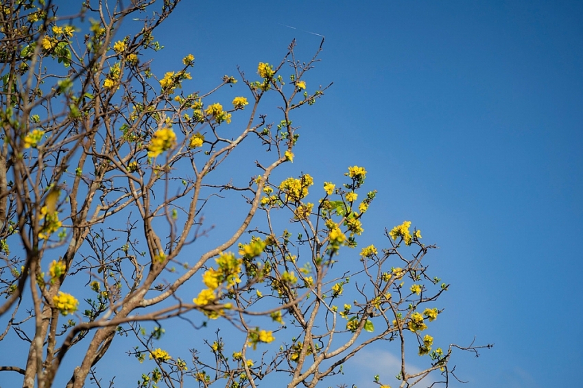 Check-in sắc mai vàng rực rỡ trước Đại Nội Huế Check-in sắc mai vàng rực rỡ trước Đại Nội Huế