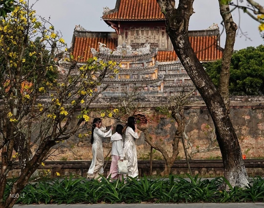 Check-in sắc mai vàng rực rỡ trước Đại Nội Huế Check-in sắc mai vàng rực rỡ trước Đại Nội Huế
