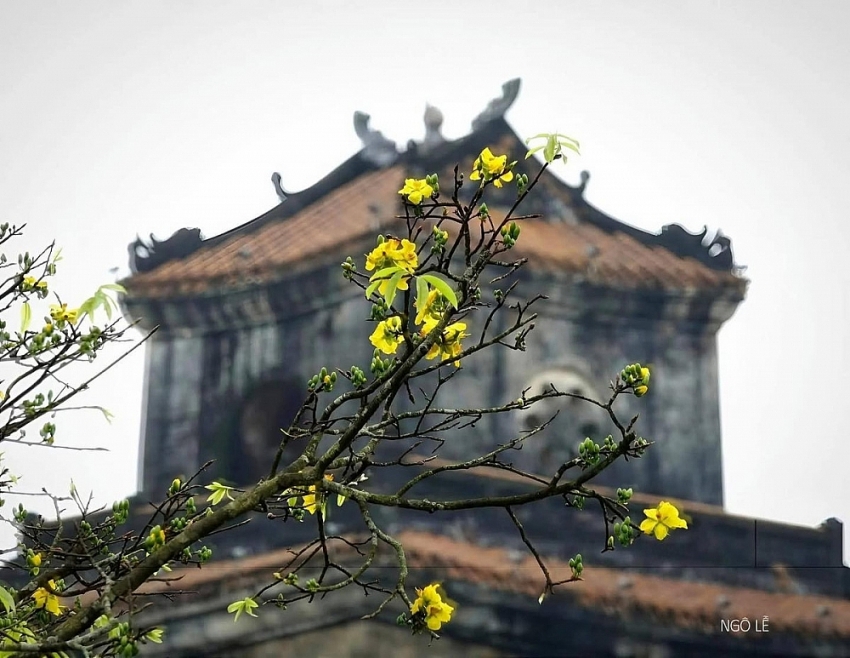 Check-in sắc mai vàng rực rỡ trước Đại Nội Huế Check-in sắc mai vàng rực rỡ trước Đại Nội Huế