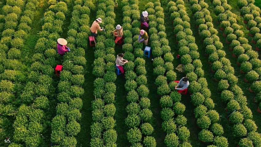 Về Tây Ninh ngắm làng hoa An Cơ vào vụ Tết