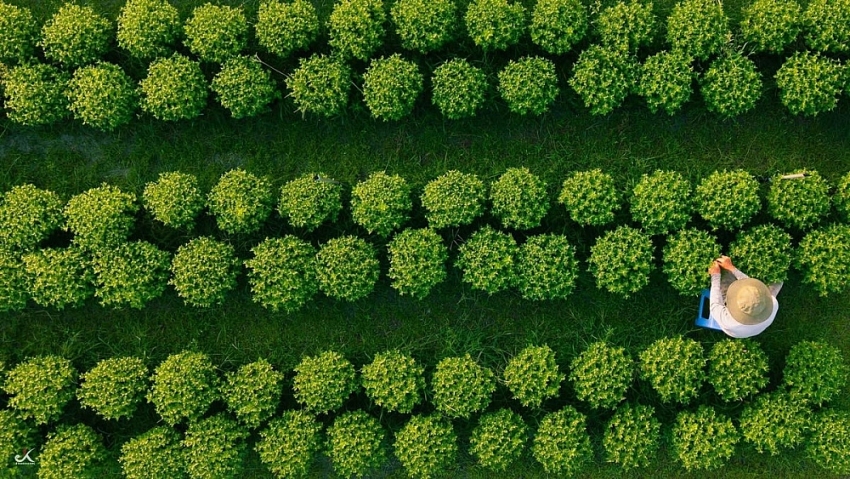 Về Tây Ninh ngắm làng hoa An Cơ vào vụ Tết