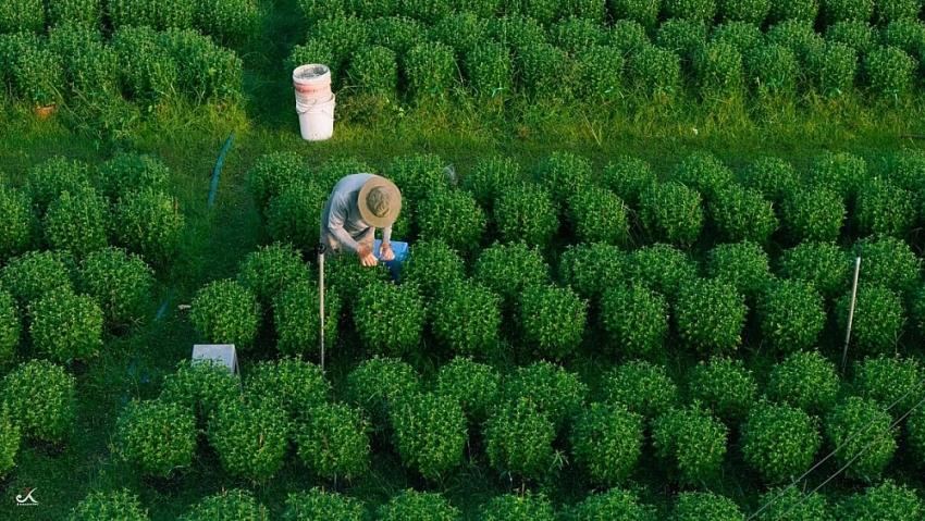 Về Tây Ninh ngắm làng hoa An Cơ vào vụ Tết
