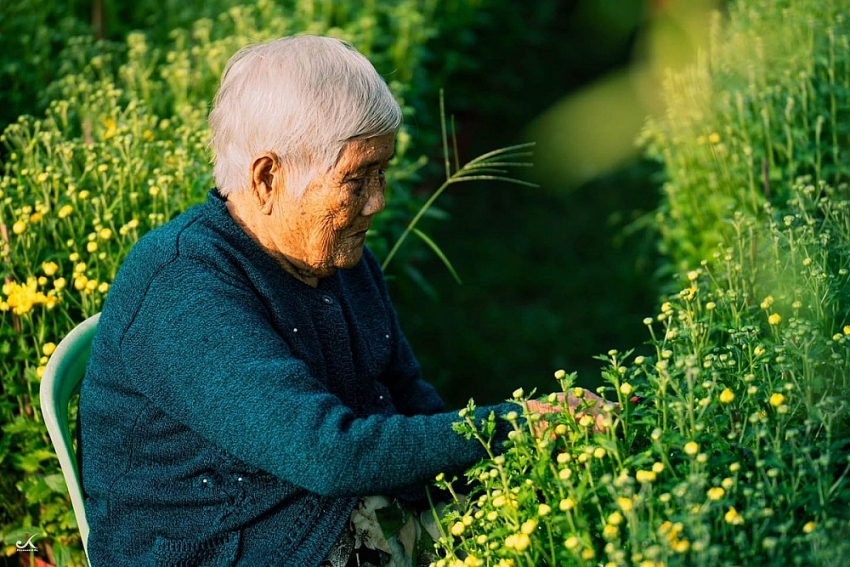 Về Tây Ninh ngắm làng hoa An Cơ vào vụ Tết