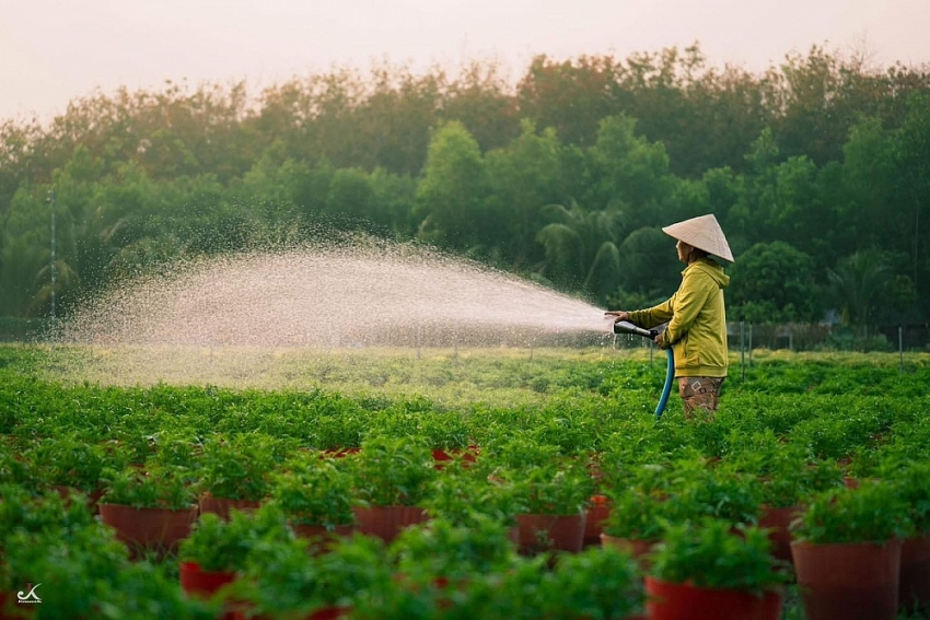 Về Tây Ninh ngắm làng hoa An Cơ vào vụ Tết