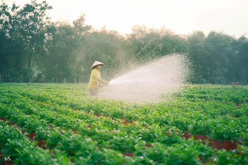 Về Tây Ninh ngắm làng hoa An Cơ vào vụ Tết