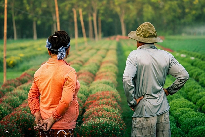 Về Tây Ninh ngắm làng hoa An Cơ vào vụ Tết