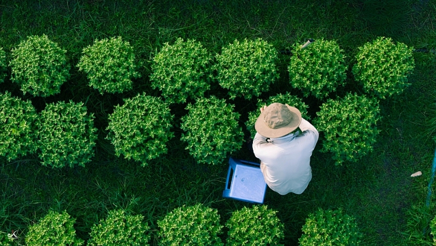 Về Tây Ninh ngắm làng hoa An Cơ vào vụ Tết