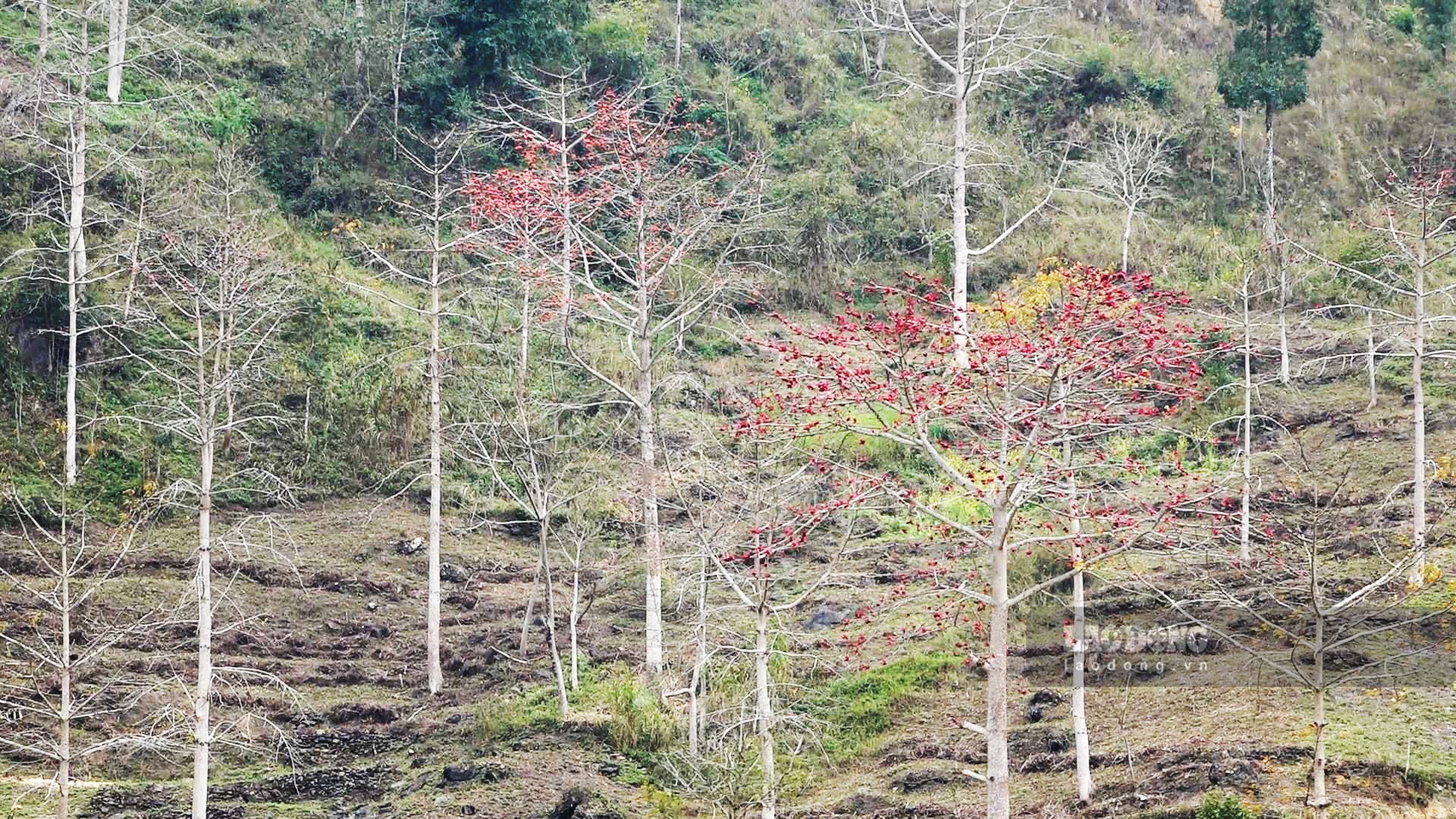 Mùa hoa gạo đỏ trên cao nguyên đá Hà Giang
