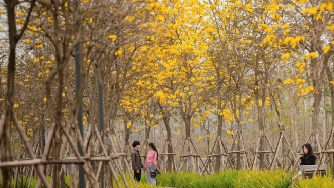 Phố Hà Nội đẹp ngỡ ngàng mùa phong linh nở