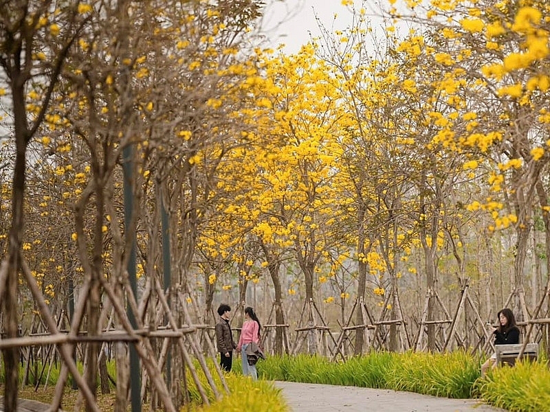 Phố Hà Nội đẹp ngỡ ngàng mùa phong linh nở