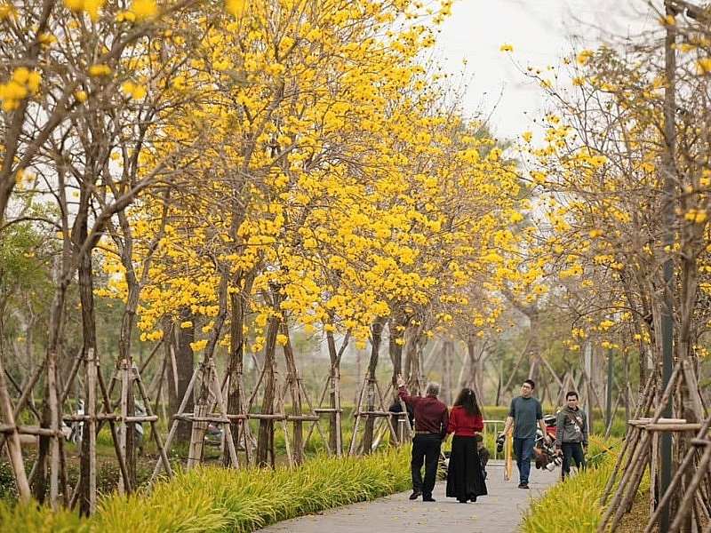 Phố Hà Nội đẹp ngỡ ngàng mùa phong linh nở