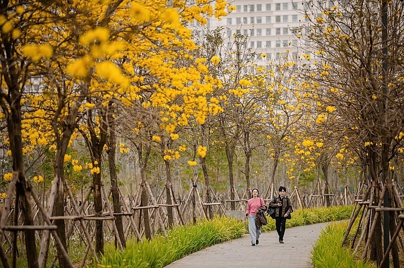 Phố Hà Nội đẹp ngỡ ngàng mùa phong linh nở