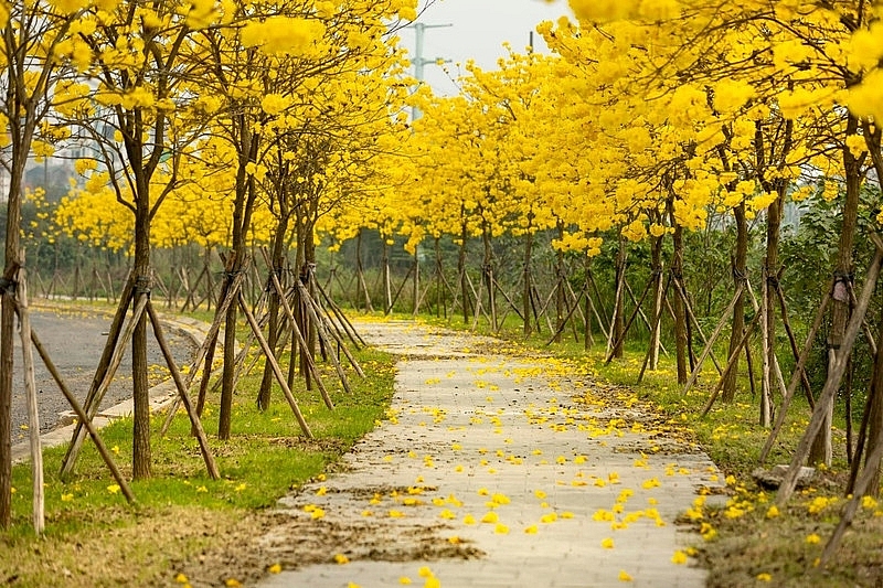 Phố Hà Nội đẹp ngỡ ngàng mùa phong linh nở