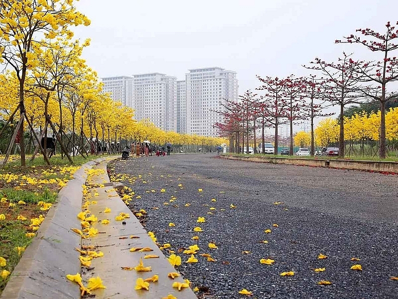 Phố Hà Nội đẹp ngỡ ngàng mùa phong linh nở