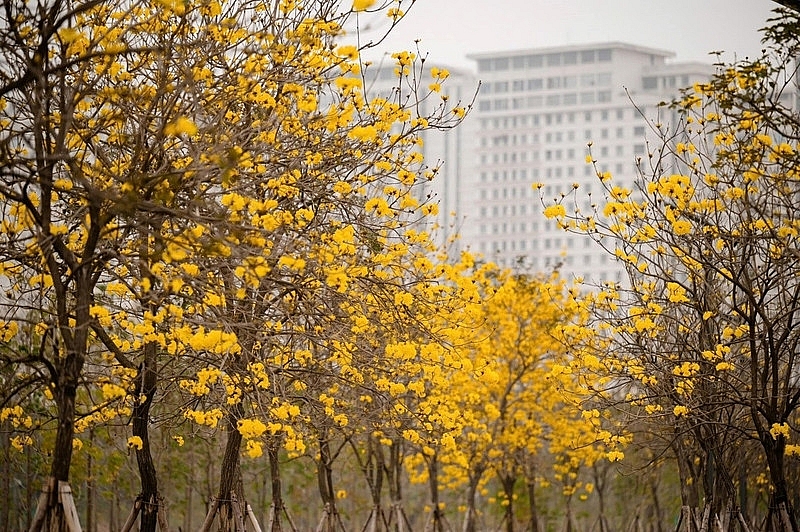 Phố Hà Nội đẹp ngỡ ngàng mùa phong linh nở