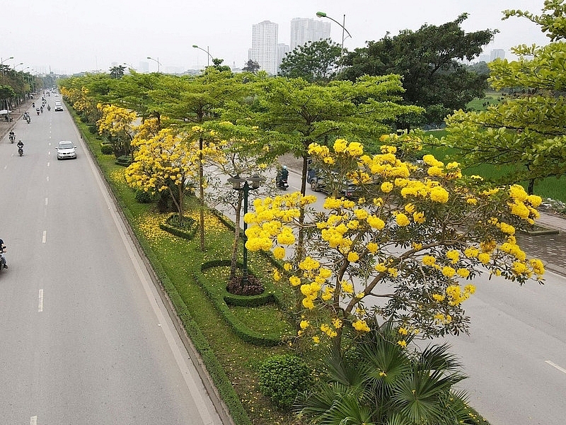 Phố Hà Nội đẹp ngỡ ngàng mùa phong linh nở