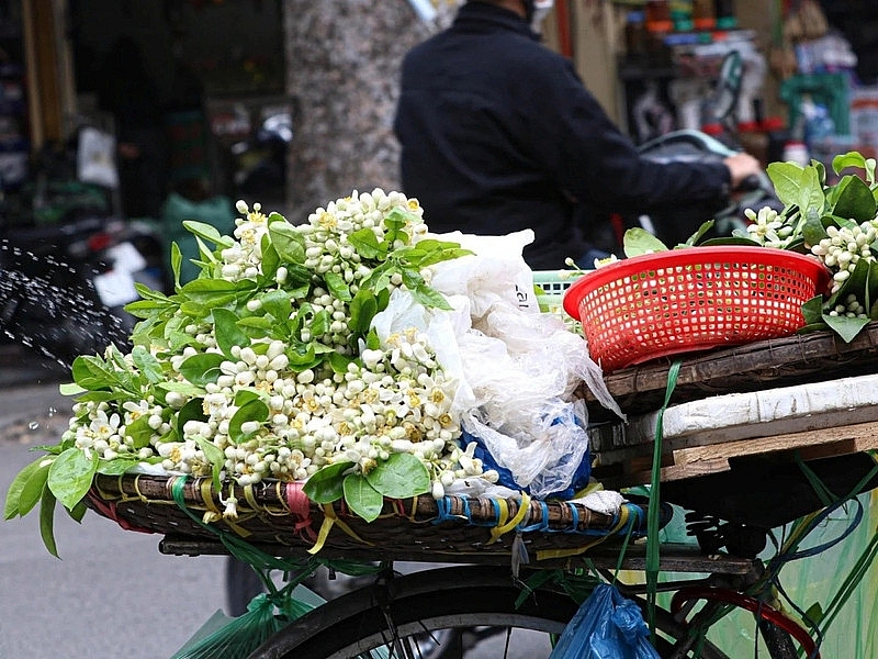 Hương bưởi đầu mùa len lỏi từng góc phố Hà Nội