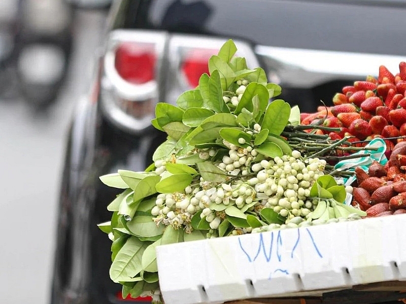 Hương bưởi đầu mùa len lỏi từng góc phố Hà Nội