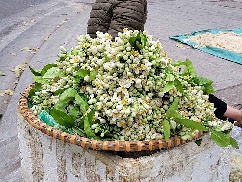 Hương bưởi đầu mùa len lỏi từng góc phố Hà Nội