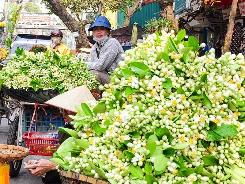 Hương bưởi đầu mùa len lỏi từng góc phố Hà Nội