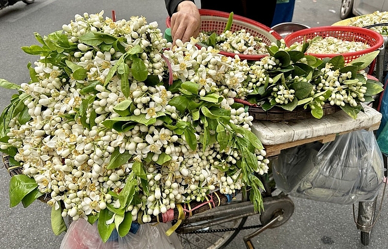 Hương bưởi đầu mùa len lỏi từng góc phố Hà Nội