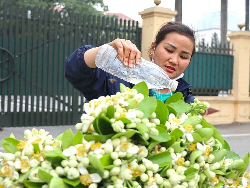 Hương bưởi đầu mùa len lỏi từng góc phố Hà Nội