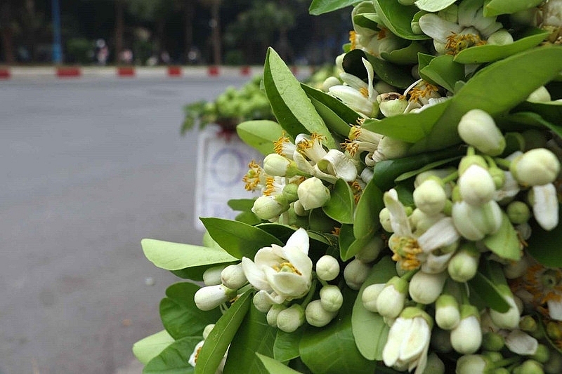Hương bưởi đầu mùa len lỏi từng góc phố Hà Nội