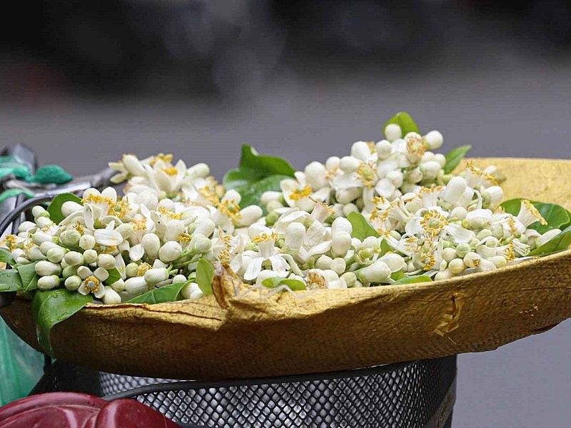 Hương bưởi đầu mùa len lỏi từng góc phố Hà Nội