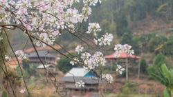 Tọa độ “sống ảo” giữa mùa hoa ban ở Điện Biên