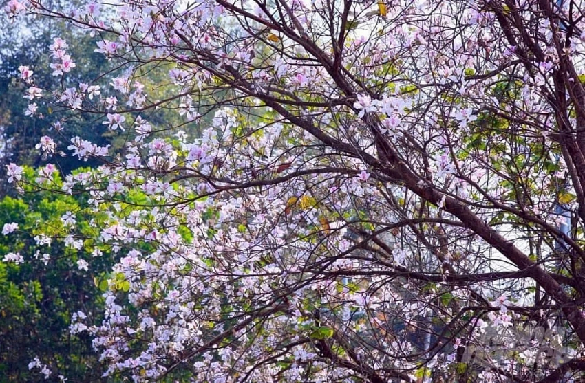 Tọa độ “sống ảo” giữa mùa hoa ban ở Điện Biên Tọa độ “sống ảo” giữa mùa hoa ban ở Điện Biên