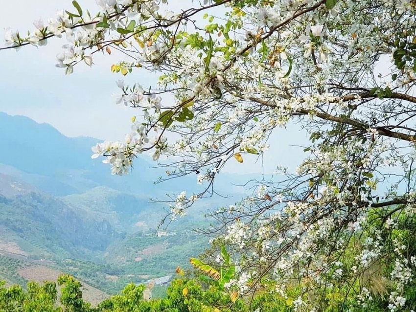 Tọa độ “sống ảo” giữa mùa hoa ban ở Điện Biên Tọa độ “sống ảo” giữa mùa hoa ban ở Điện Biên