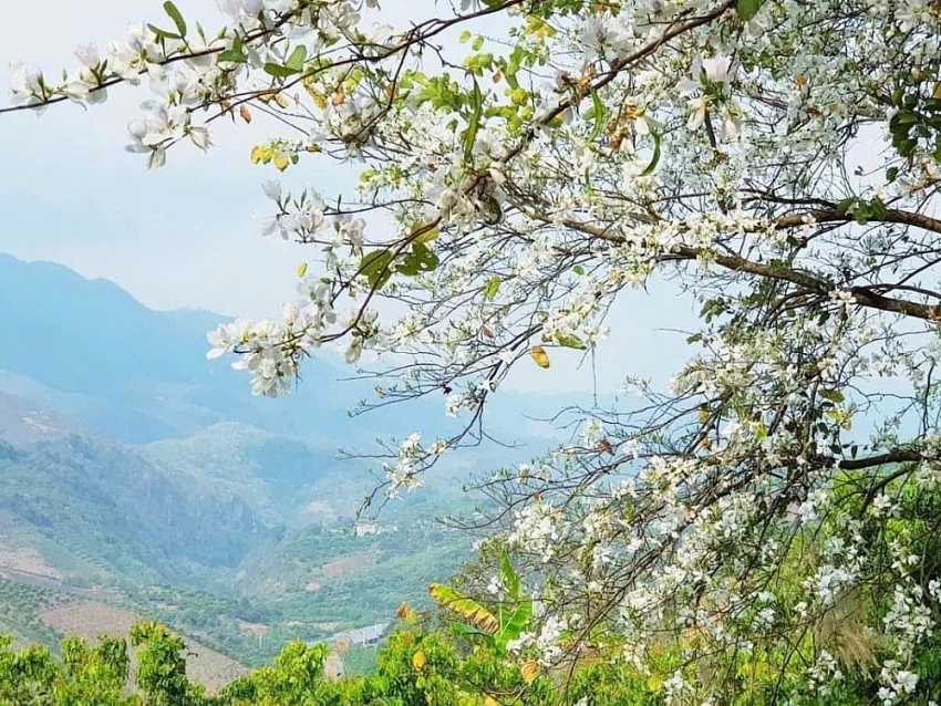 Tọa độ “sống ảo” giữa mùa hoa ban ở Điện Biên