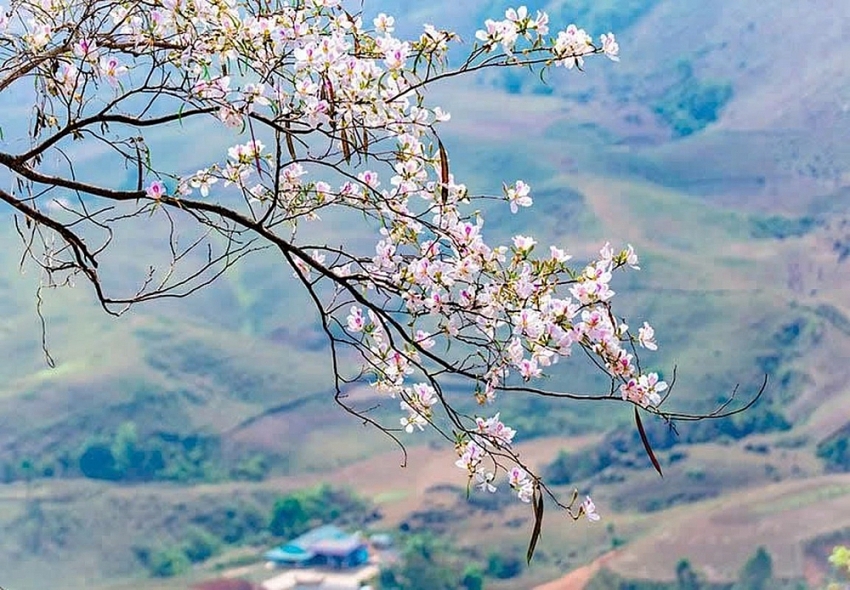 Tọa độ “sống ảo” giữa mùa hoa ban ở Điện Biên