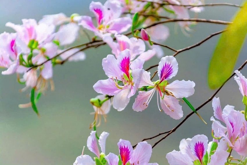 Tọa độ “sống ảo” giữa mùa hoa ban ở Điện Biên Tọa độ “sống ảo” giữa mùa hoa ban ở Điện Biên